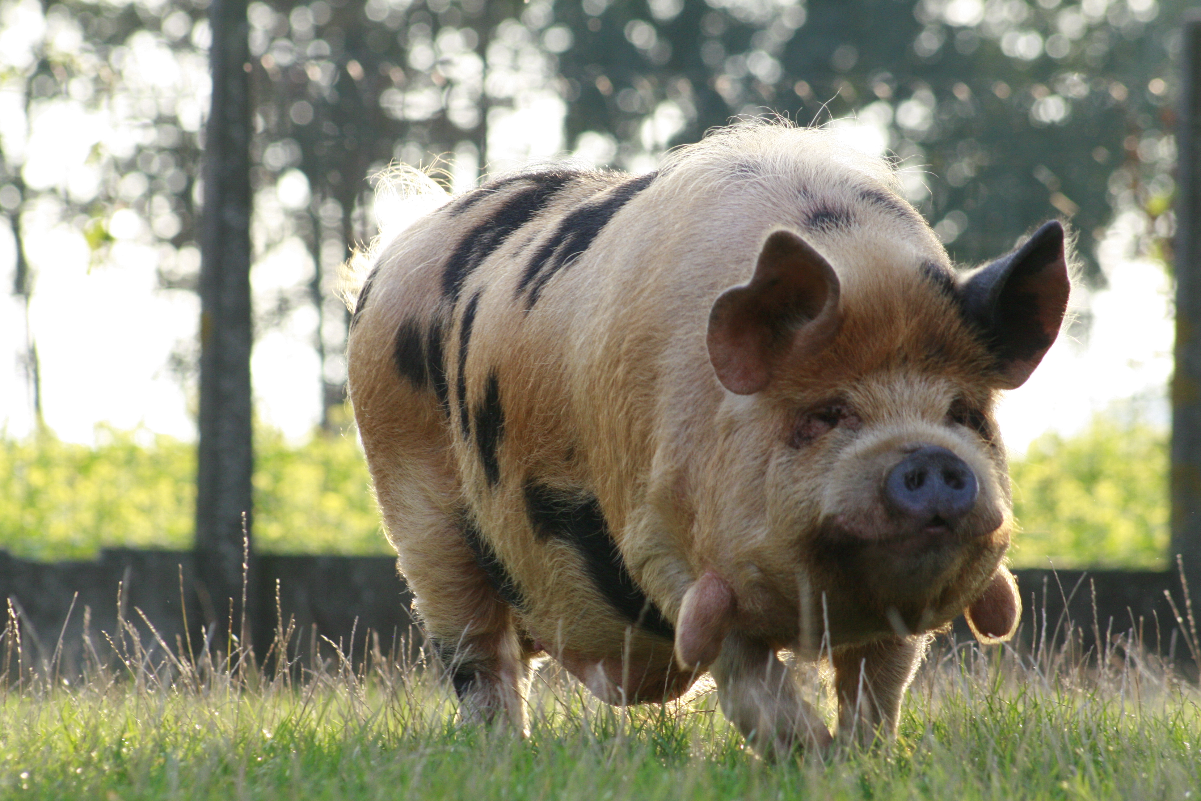 Kune Kune | Villa Vlasbloem Kunekunes